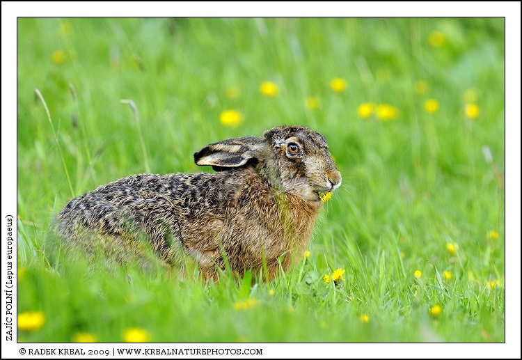 Zaj�c poln� | European Hare | Feldhase | Lepus europaeus