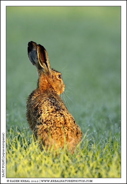 Zaj�c poln� | European Hare | Feldhase | Lepus europaeus