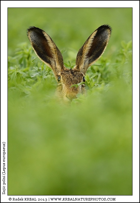 Zaj�c poln� | European Hare | Feldhase | Lepus europaeus