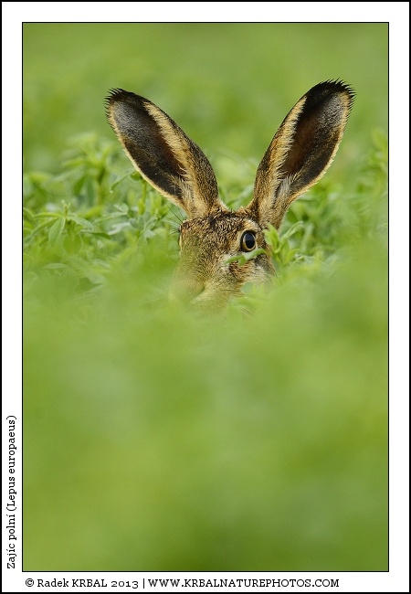 Zaj�c poln� | European Hare | Feldhase | Lepus europaeus