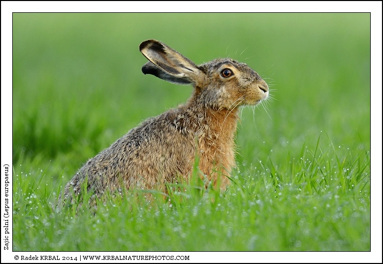 Zaj�c poln� | European Hare | Feldhase | Lepus europaeus