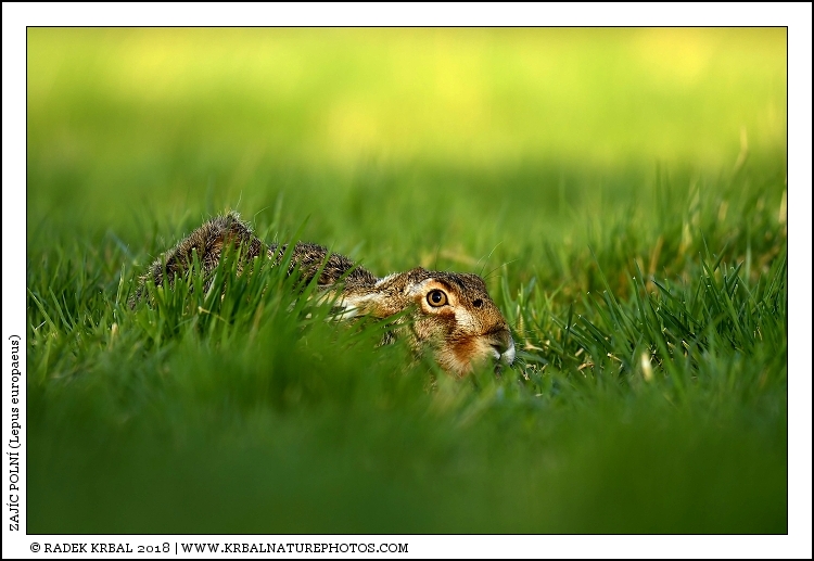 Zaj�c poln� | European Hare | Feldhase | Lepus europaeus