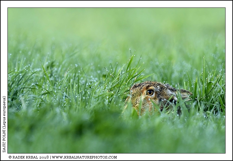 Zaj�c poln� | European Hare | Feldhase | Lepus europaeus