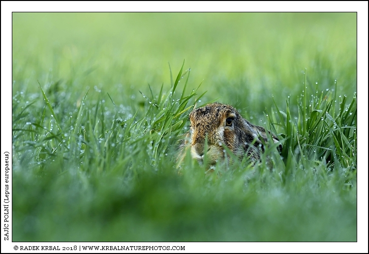 Zaj�c poln� | European Hare | Feldhase | Lepus europaeus