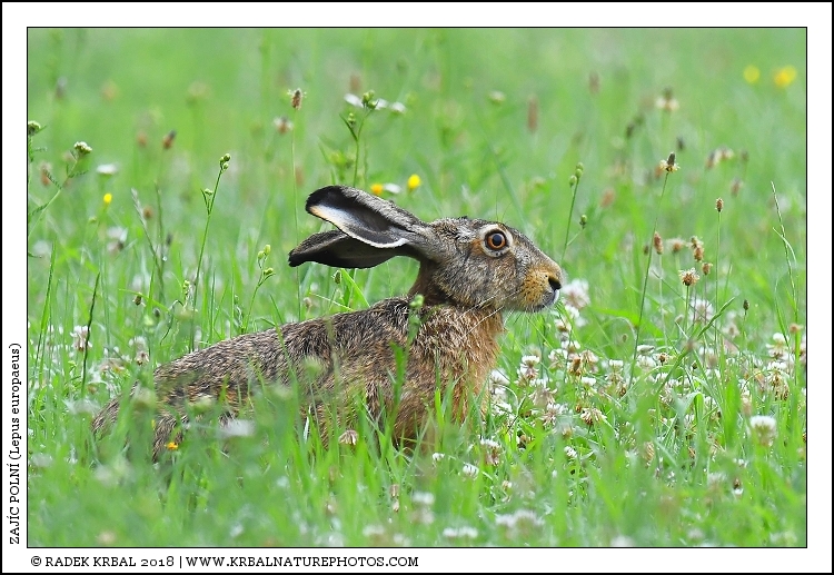 Zaj�c poln� | European Hare | Feldhase | Lepus europaeus