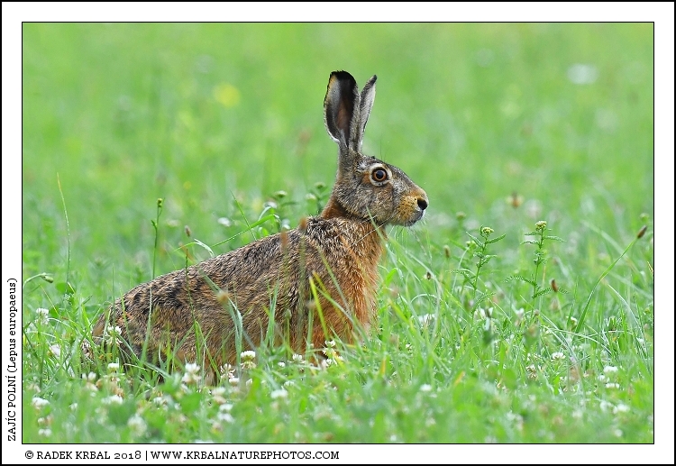 Zaj�c poln� | European Hare | Feldhase | Lepus europaeus