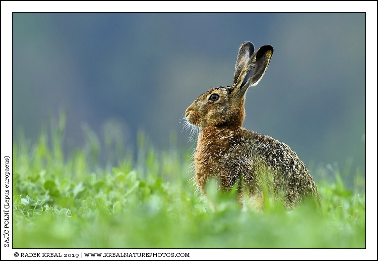 Zaj�c poln� | European Hare | Feldhase | Lepus europaeus