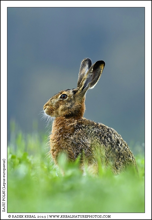 Zaj�c poln� | European Hare | Feldhase | Lepus europaeus