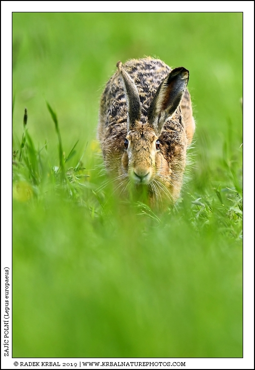 Zaj�c poln� | European Hare | Feldhase | Lepus europaeus