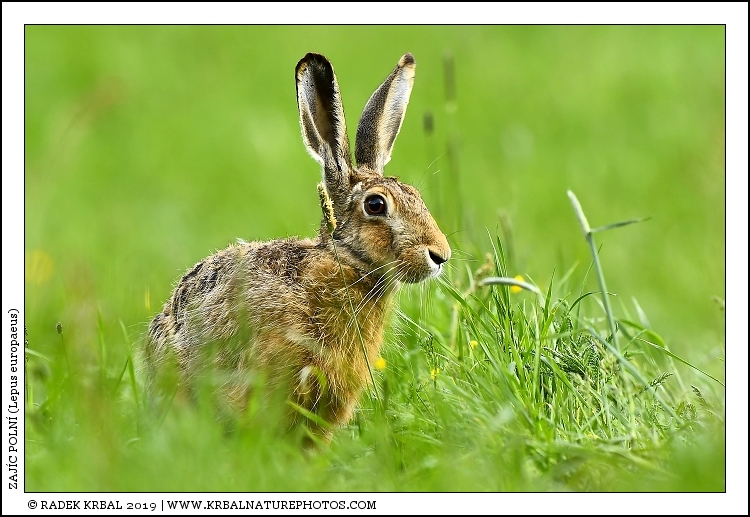 Zaj�c poln� | European Hare | Feldhase | Lepus europaeus