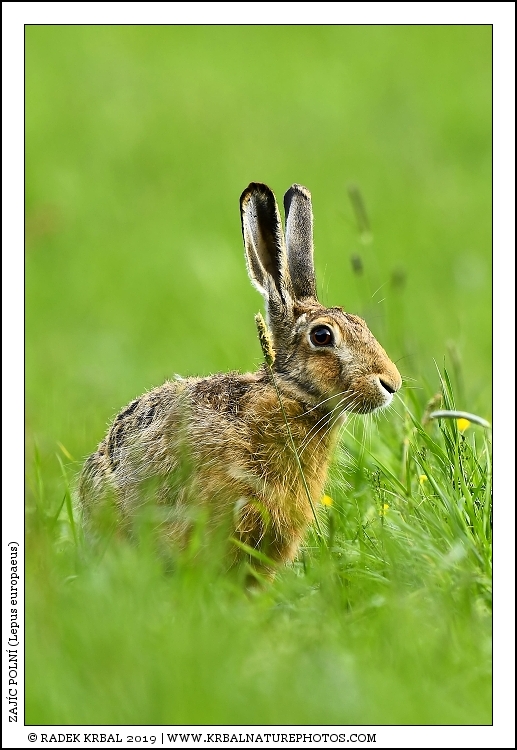 Zaj�c poln� | European Hare | Feldhase | Lepus europaeus