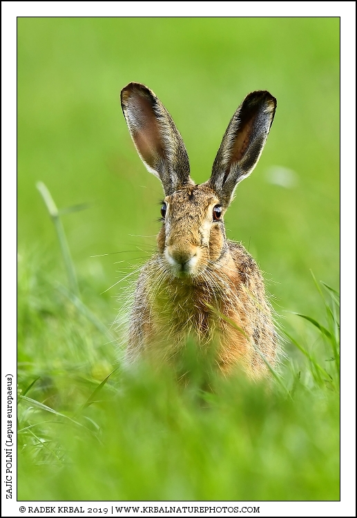 Zaj�c poln� | European Hare | Feldhase | Lepus europaeus