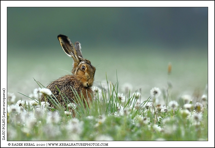 Zaj�c poln� | European Hare | Feldhase | Lepus europaeus