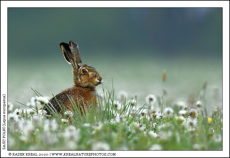 Zaj�c poln� | European Hare | Feldhase | Lepus europaeus