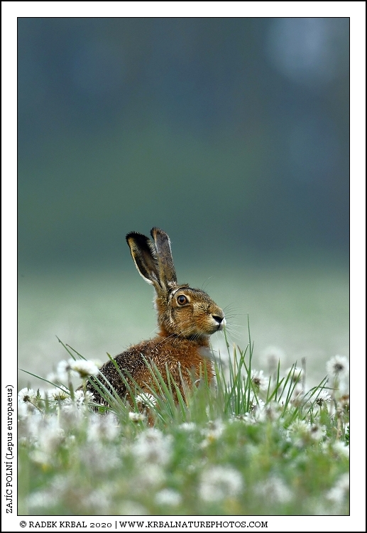 Zaj�c poln� | European Hare | Feldhase | Lepus europaeus