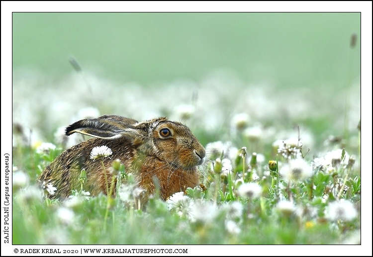 Zaj�c poln� | European Hare | Feldhase | Lepus europaeus