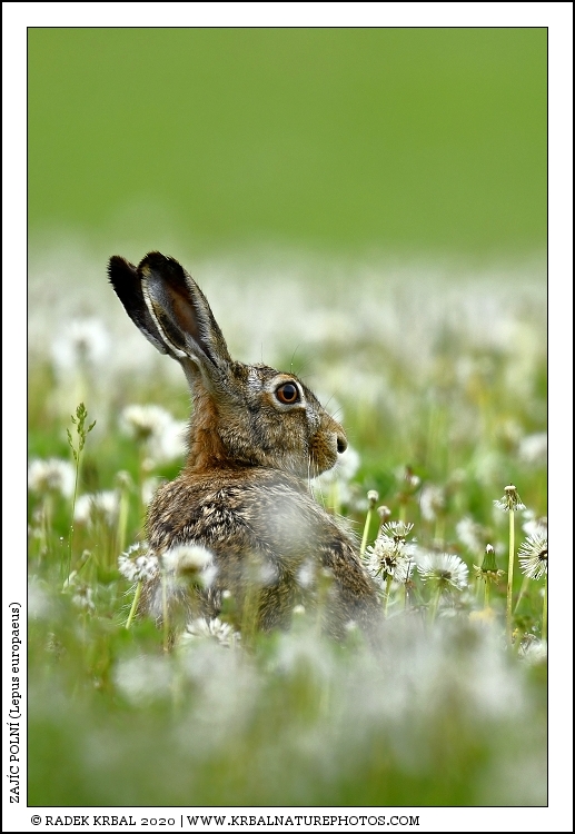 Zaj�c poln� | European Hare | Feldhase | Lepus europaeus