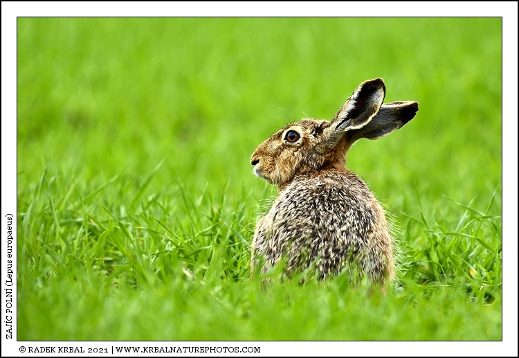 Zaj�c poln� | European Hare | Feldhase | Lepus europaeus