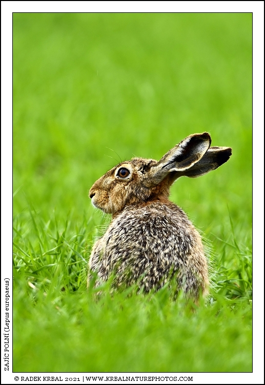 Zaj�c poln� | European Hare | Feldhase | Lepus europaeus