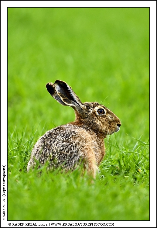 Zaj�c poln� | European Hare | Feldhase | Lepus europaeus