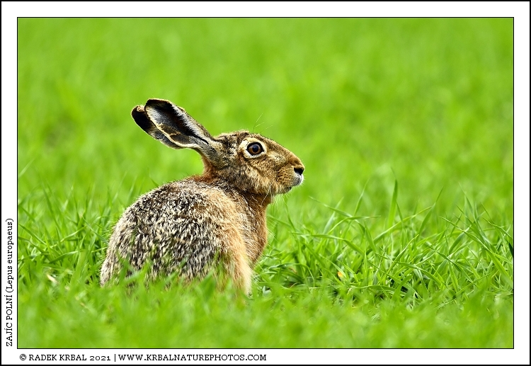 Zaj�c poln� | European Hare | Feldhase | Lepus europaeus